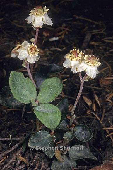 chimaphila menziesii 3 graphic